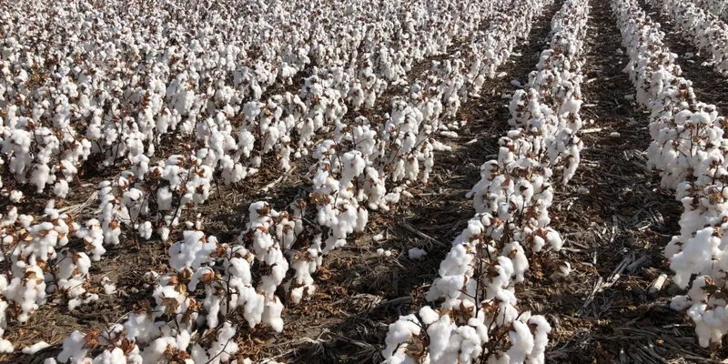 US Sees India as Key Cotton Buyer in 2026, Expects Stronger Demand Amid Global Market Shifts